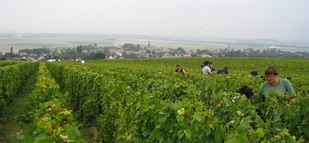 Champagne - Vendanges 2007 Harvest - Chardonnay Rachais - Jour Fleur lunaire - 6 septembre 2007